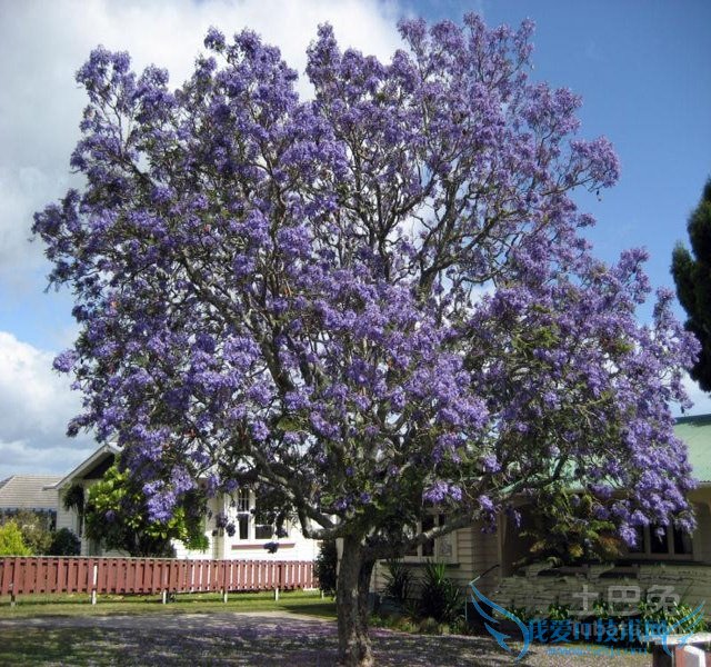 蓝花楹图片 蓝花楹图片