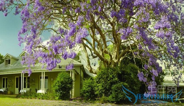 蓝花楹图片 蓝花楹图片