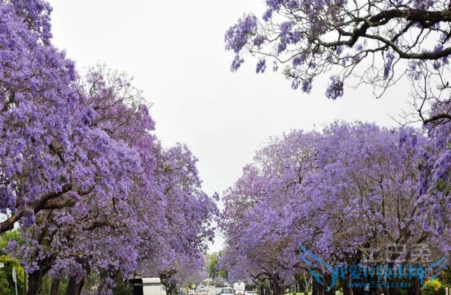 蓝花楹图片 蓝花楹图片
