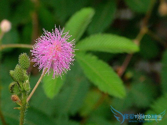 含羞草的资料大全(保罗万千)