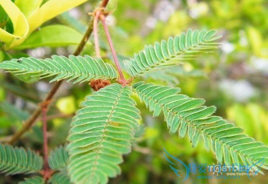 含羞草的资料大全(保罗万千)