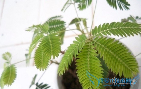 含羞草的资料大全(保罗万千)