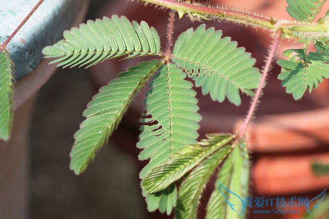 含羞草的资料大全(保罗万千)