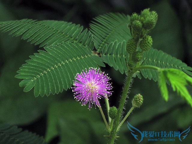 含羞草的资料大全(保罗万千)