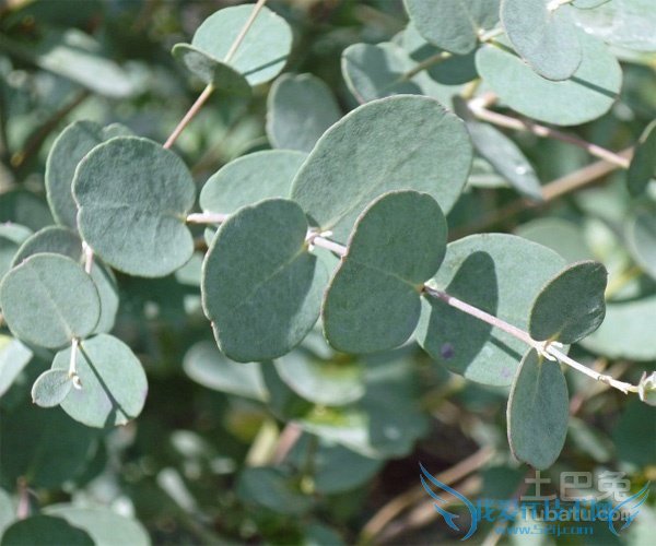 尤加利的功效与作用