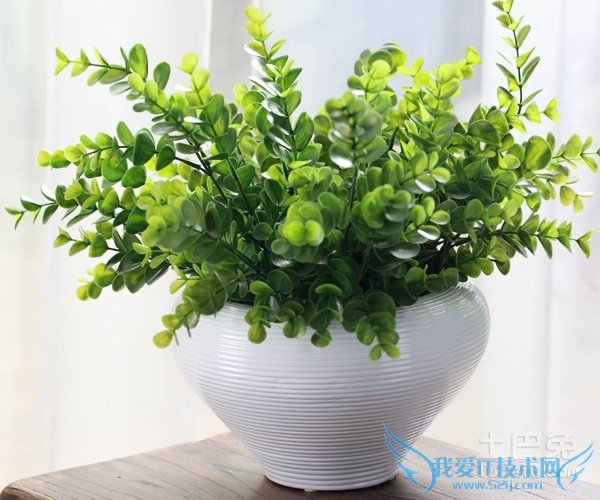 尤加利的功效与作用