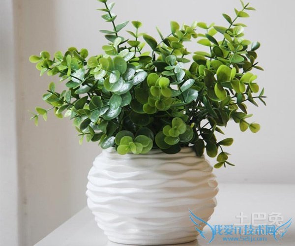 尤加利的功效与作用