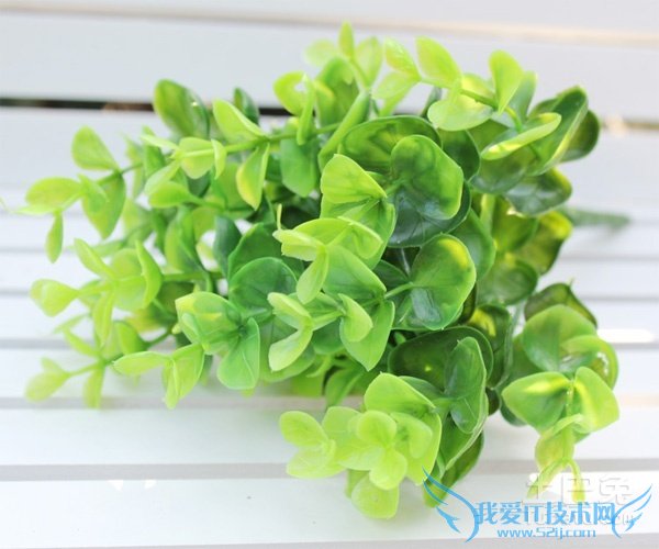 尤加利的功效与作用