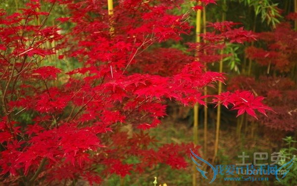 红枫价格 红枫价格