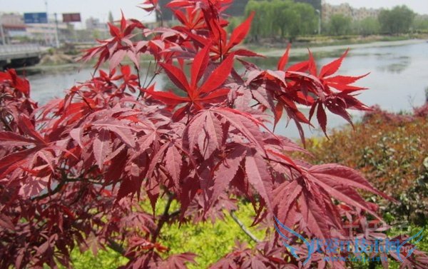 红枫价格 红枫价格
