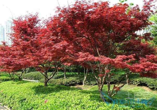 红枫价格 红枫价格