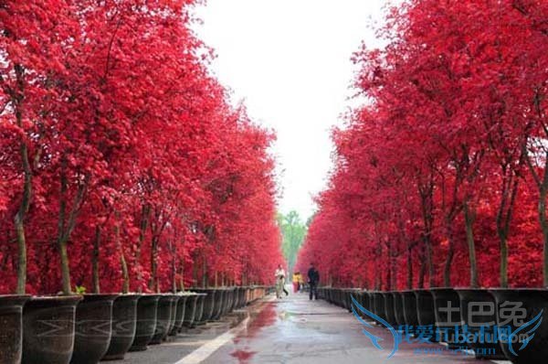 红枫价格 红枫价格