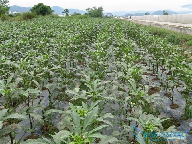 黄秋葵的功效与作用 你不知道的秘密