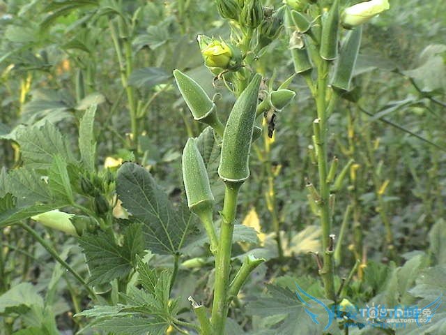 黄秋葵的功效与作用 你不知道的秘密