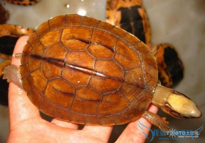 四爪陆龟 四爪陆龟