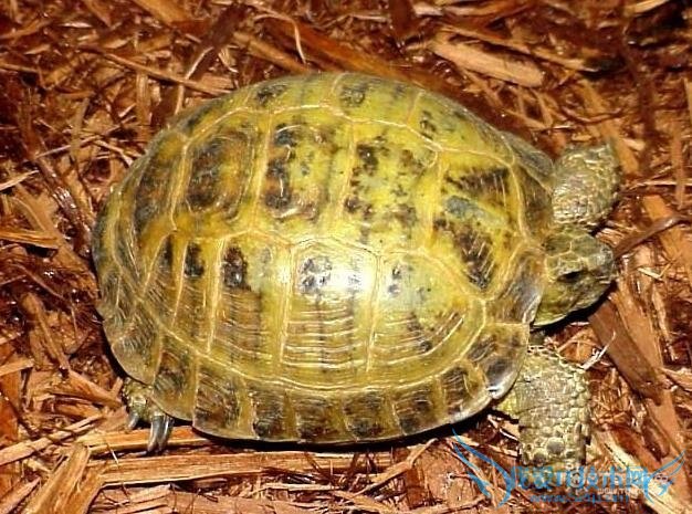 四爪陆龟 四爪陆龟