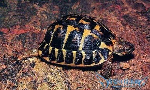 四爪陆龟 四爪陆龟