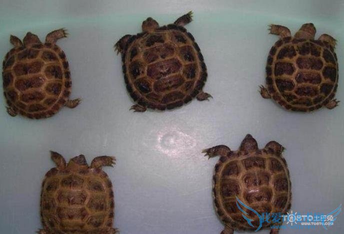 四爪陆龟 四爪陆龟