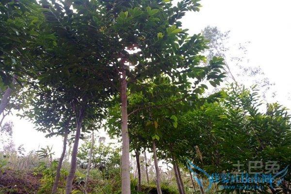 白木香种植技术