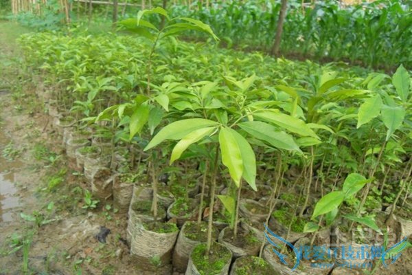 白木香种植技术