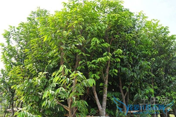 白木香种植技术