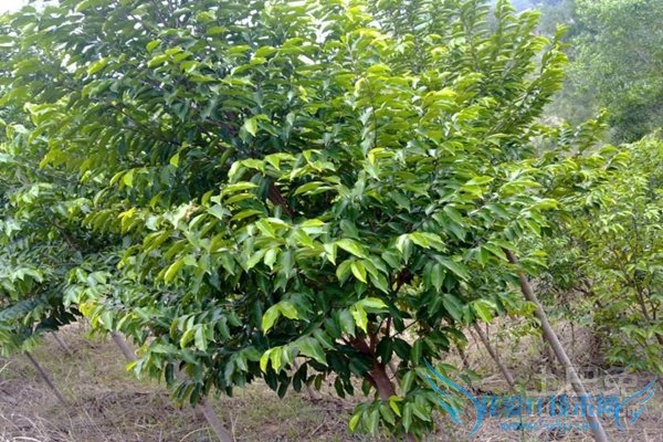 白木香种植技术