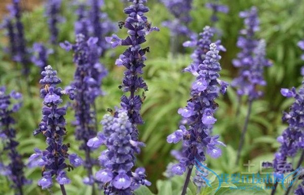蓝花鼠尾草价格