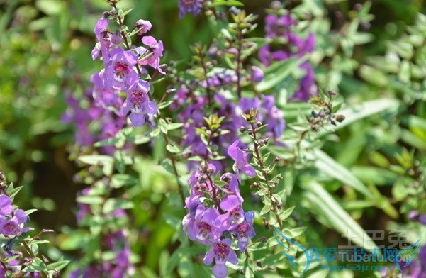 蓝花鼠尾草价格