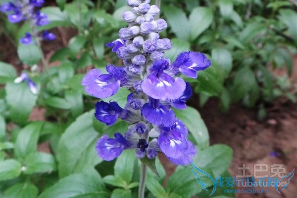 蓝花鼠尾草价格