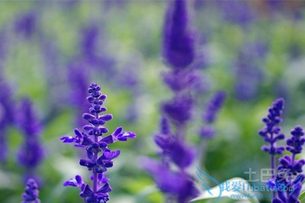 蓝花鼠尾草价格