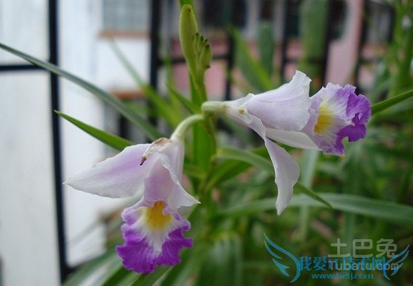 兰花草怎么养 兰花草怎么养