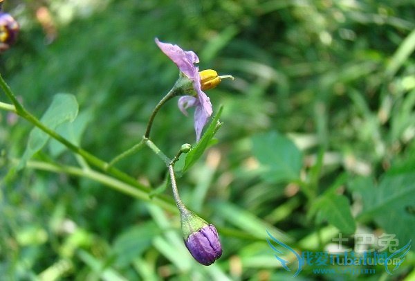 兰花草怎么养 兰花草怎么养