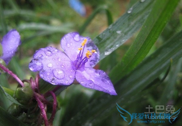 兰花草怎么养 兰花草怎么养