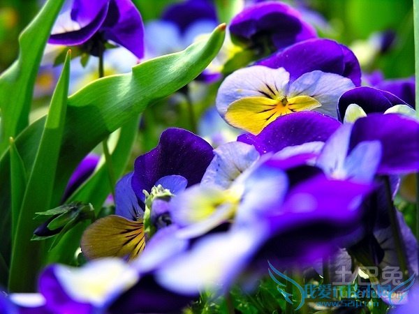 兰花草怎么养 兰花草怎么养