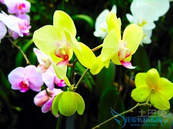 兰花草怎么养 兰花草怎么养