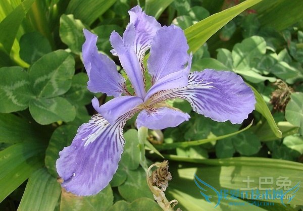 兰花草怎么养 兰花草怎么养