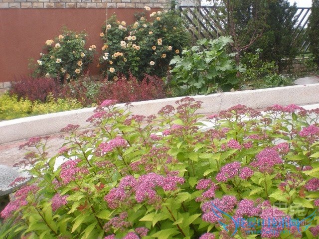 八宝景天药用价值 八宝景天药用价值