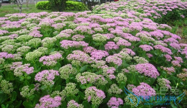 八宝景天药用价值 八宝景天药用价值