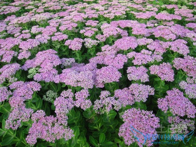 八宝景天药用价值 八宝景天药用价值