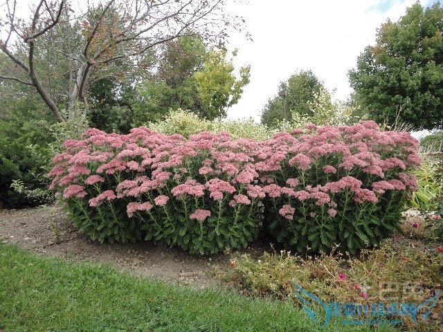 八宝景天药用价值 八宝景天药用价值