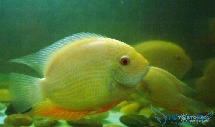 菠萝鱼图片 菠萝鱼图片