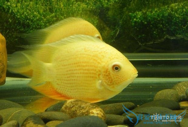 菠萝鱼图片 菠萝鱼图片