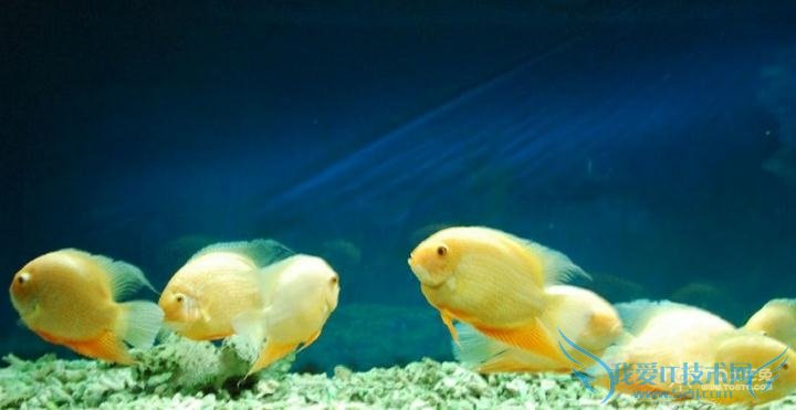 菠萝鱼图片 菠萝鱼图片