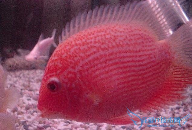 菠萝鱼图片 菠萝鱼图片