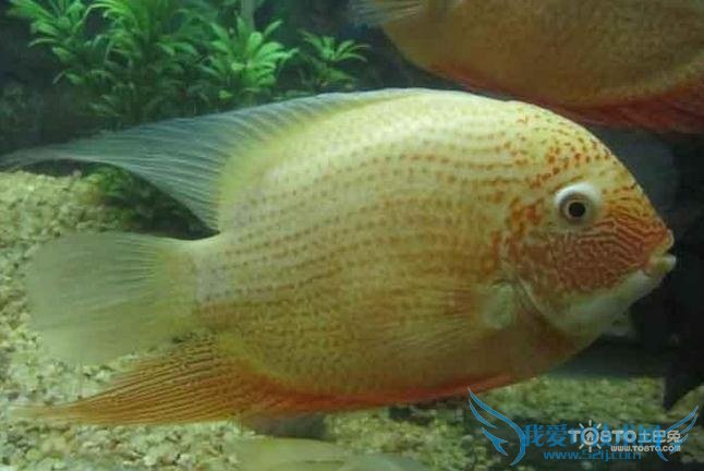 菠萝鱼图片 菠萝鱼图片