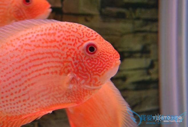 菠萝鱼图片 菠萝鱼图片