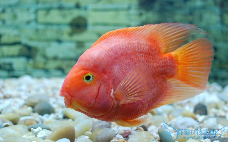 zadull zadullͿȸzadullܻ