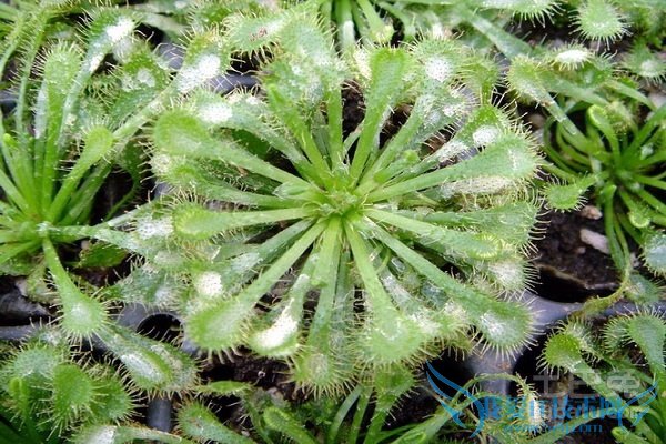 食虫植物有哪些