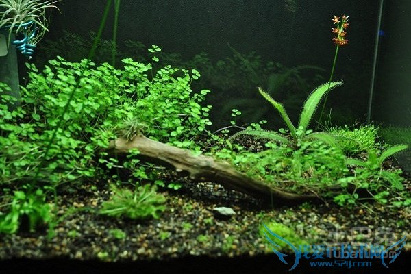 食虫植物有哪些