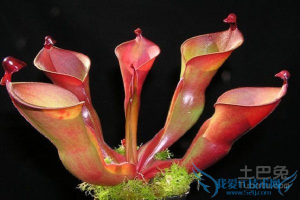 食虫植物有哪些